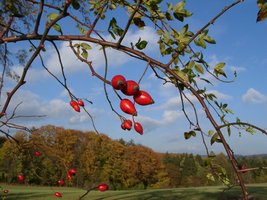 Regionsfrucht Hagebutte