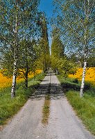 Allee Montecuccoli
